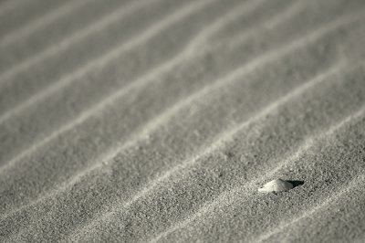 Seashell