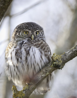 Sparrow Owl