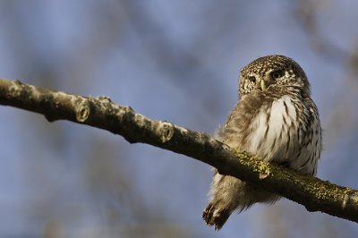 Sparrow Owl