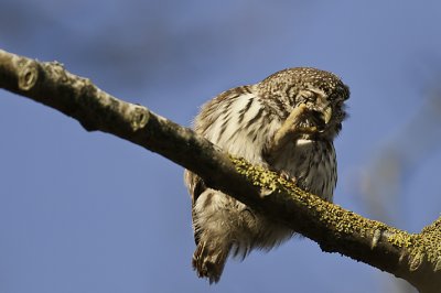 Sparrow Owl