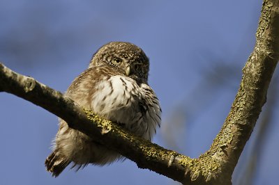 Sparrow Owl