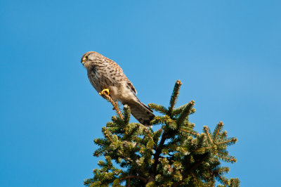 Kestrel