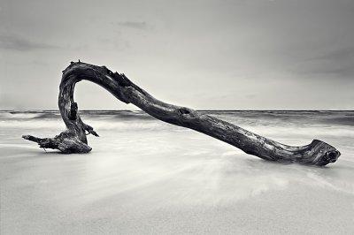 Driftwood