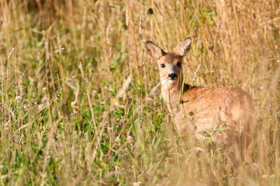 Young Venison