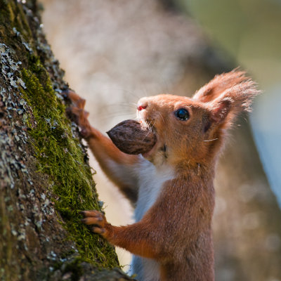 Squirrel