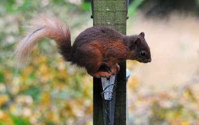 Red Squirrels, Cumbria, 2011.
