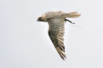 8-1-Monday_100+.jpg