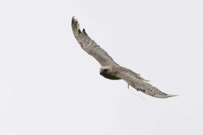 8-1-Monday_108+.jpg