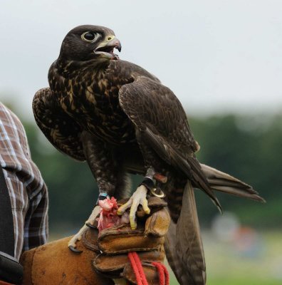 Gyrfalcons at Lowther, Cumbria, 2011.