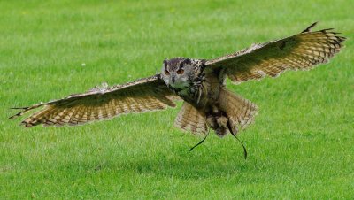 Eurasian Eagle Owl, Bald Eagle & Vulture. Cumbria, 2011.