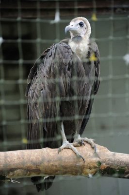 Eurasian Eagle Owl, Bald Eagle & Vulture. Cumbria, 2011.