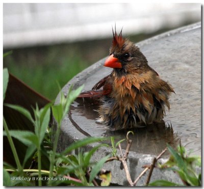 Female red bird in pool.jpg