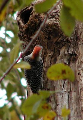 Red bellied woodpecker-11-6.jpg