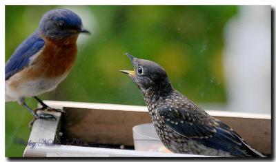 Dad brings babe home for a worm snack.jpg