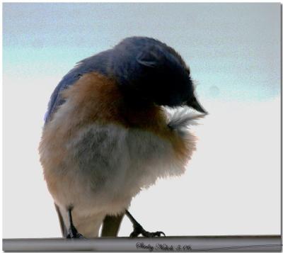 Grooming the feathers.jpg