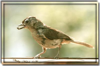 Tuffed Titmouse fledging on solids.jpg