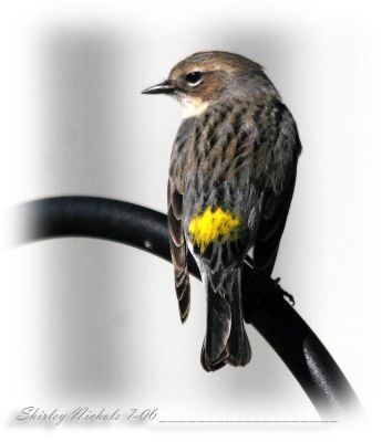 Yellow rump warbler.jpg
