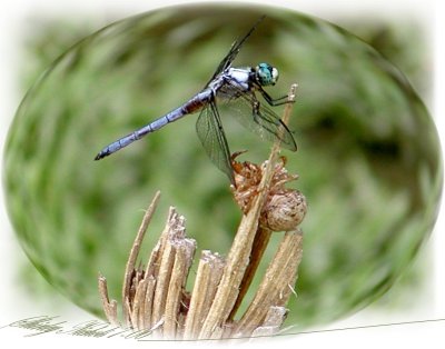 Dragonfly summer  locust evenings.jpg