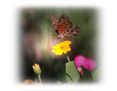 butterfly-1.jpg