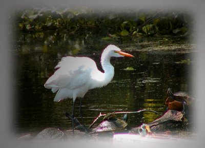 egret-17.jpg