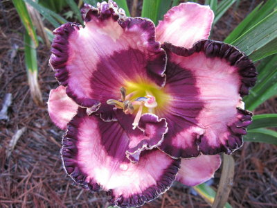 Shady Rest Gardens