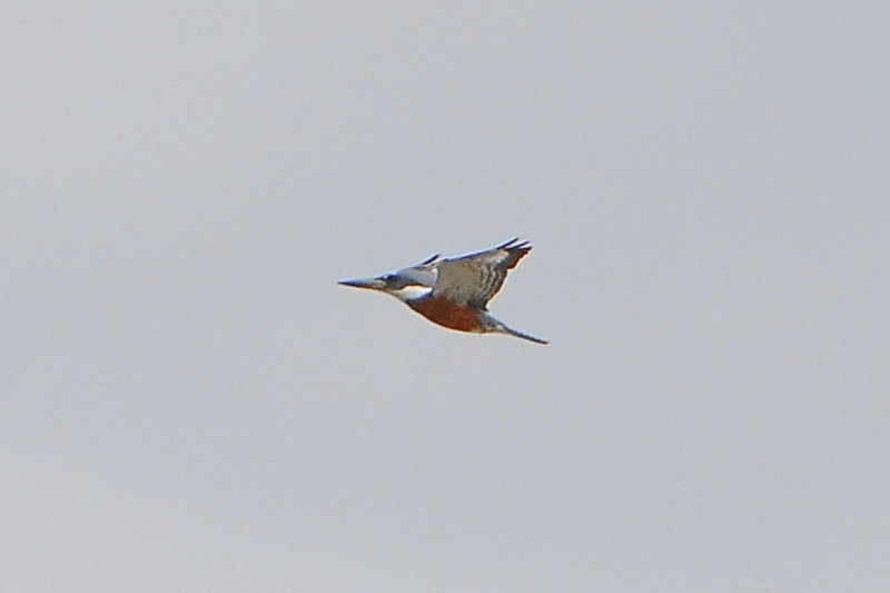 Ringed Kingfisher