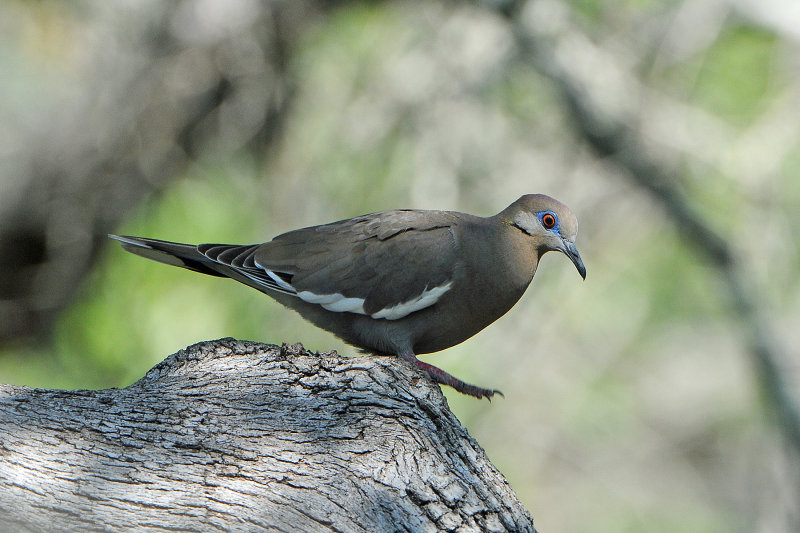 White-winged Dove