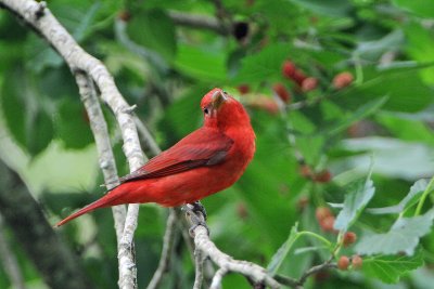 Summer tanager 