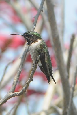 Ruby-throated Hummingbird