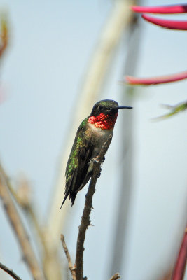 Ruby-throated Hummingbird