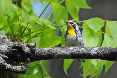 Yellow-throated Warbler