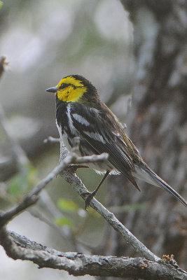 Golden-cheeked Warbler