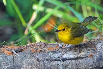 Hooded Warbler, first year female