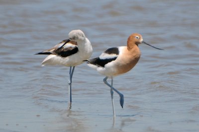 American Avocets, male and female
