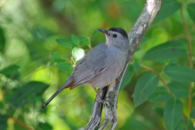 Catbird