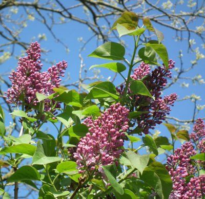  Lilacs in the Spring, again ...