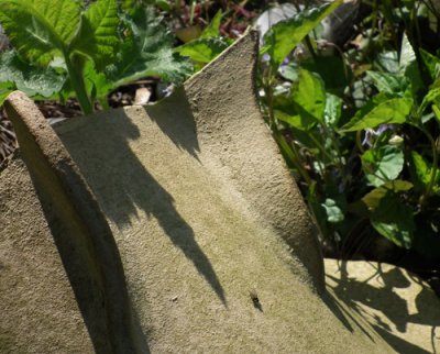 Shapes and Shadows