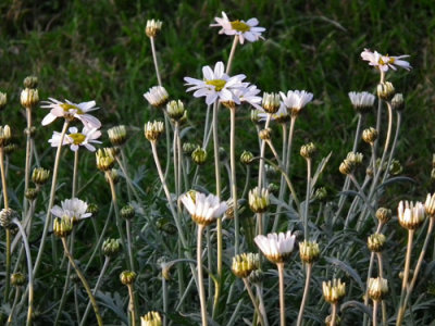 Everything's coming up Daisies