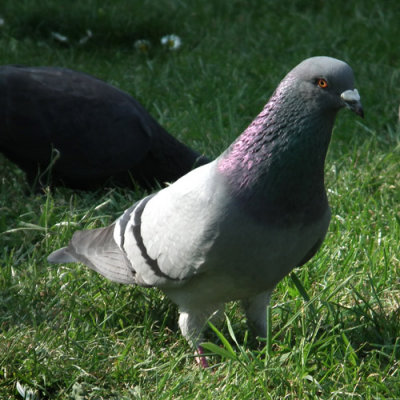  We call him Pigeon