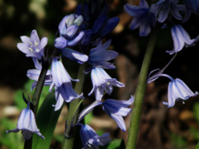  Bluebells