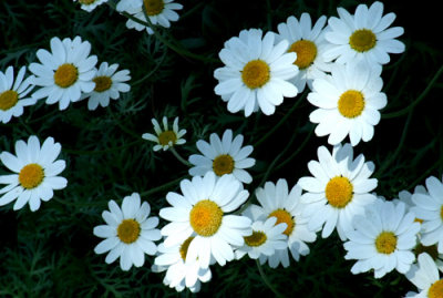 First of May ... Yayy