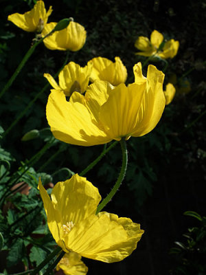 Yellow Poppies