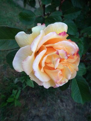 Rosy Glow