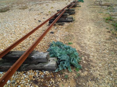  Rusty tracks with Sea Kale