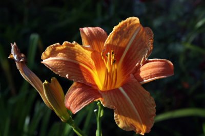  Day Lily
