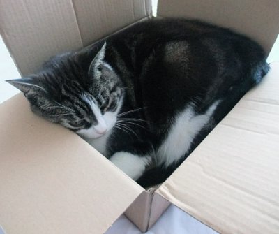 Lily in a box