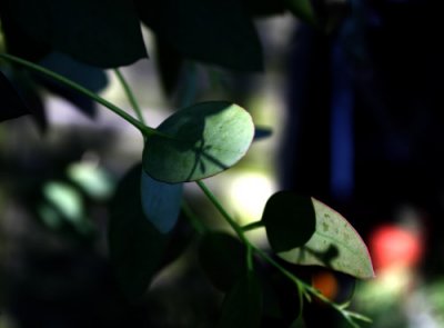 Shadows in June