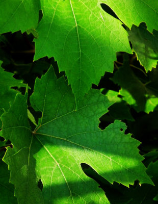  Seductive Vine Leaves