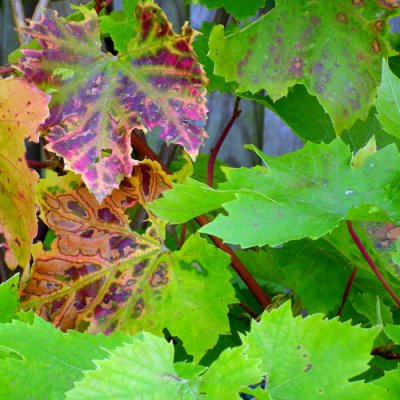 Vine leaves begin to turn