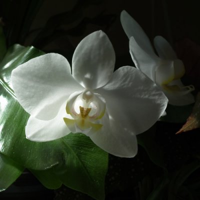 Birthday Orchid